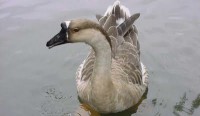/album/aquaticos/ganso-sinaleiro-chines-pardo-1-jpg/